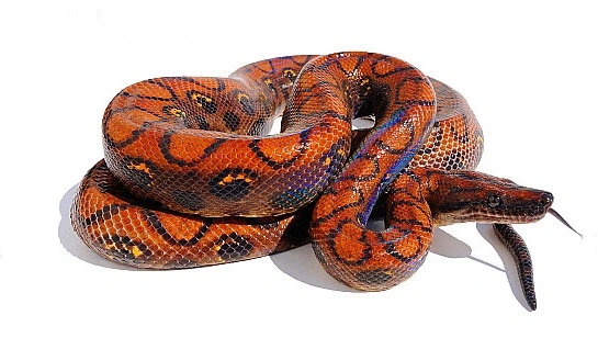 Brasiliansk rød regnbueboa (Epicrates cenchria cenchria)